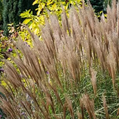 Мискантус КЛЯЙН СИЛЬБЕРСПАЙН китайский  в Осиповичах
