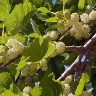 Шелковица БЕЛАЯ АЛЬБА в Осиповичах