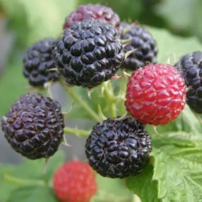 Малина КУМБЕРЛЕНД в Осиповичах