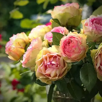 Роза ПИТАХАЙЯ чайно-гибридная в Осиповичах