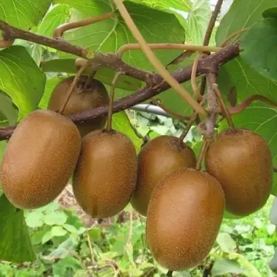 Актинидия ХЕЙВАРД киви в Осиповичах