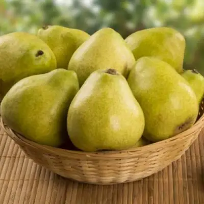 Груша ВИЛИЯ в Осиповичах