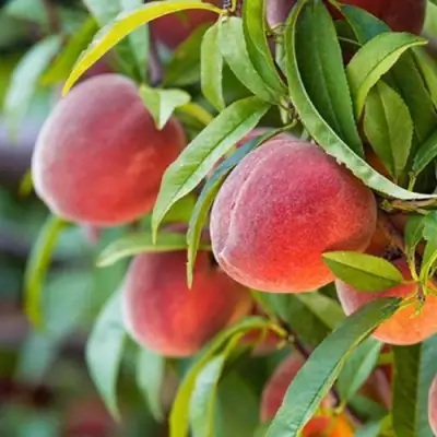 Персик РЕД ХЕВЕН в Осиповичах