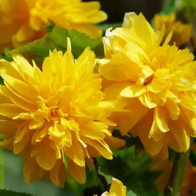 Керрия японская АУРЕОВАРИЕГАТТА в Осиповичах