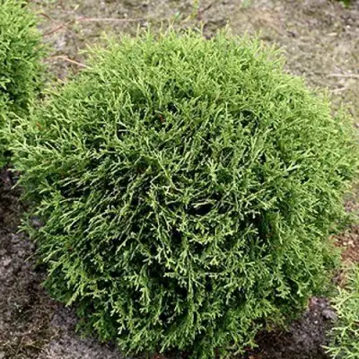 Туя ТИНИ ТИМ западная в Осиповичах