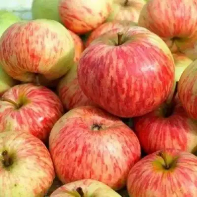 Яблоня РАНЕТКА (КОРОБОВКА) в Осиповичах