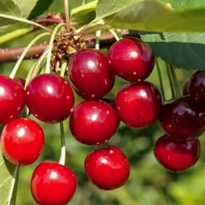 Вишня ЛЮБСКАЯ в Осиповичах