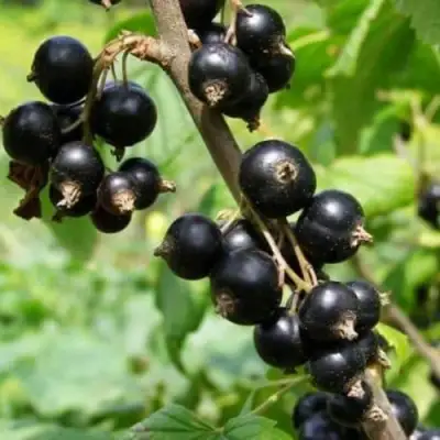 Смородина черная ВОЛОГДА в Осиповичах