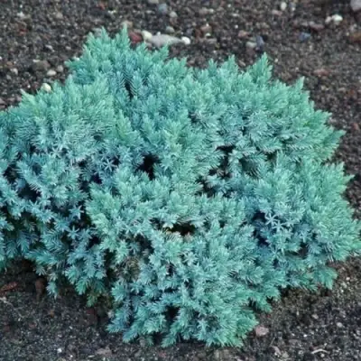 Можжевельник БЛЮ СТАР чешуйчатый в Осиповичах