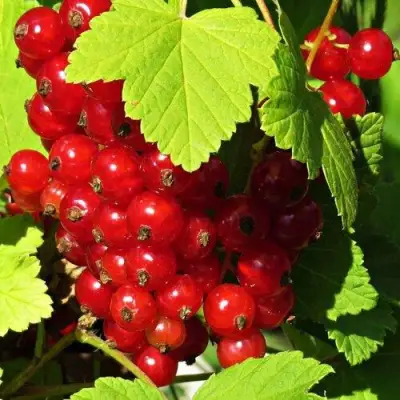 Смородина красная ГАЗЕЛЬ в Осиповичах