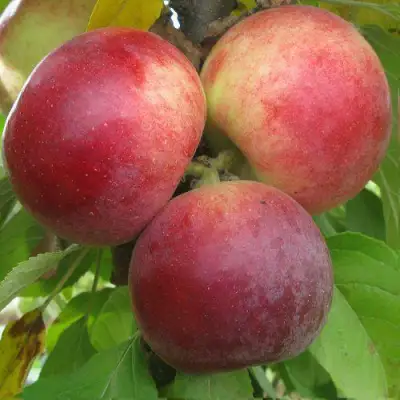 Яблоня БАЛЕРИНА ФЛАМЕНКО колонновидная  в Осиповичах