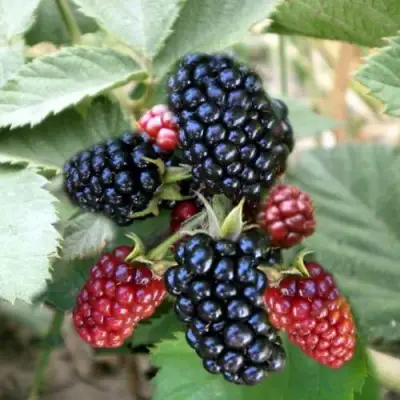 Ежевика ОРКАН бесшипная  в Осиповичах