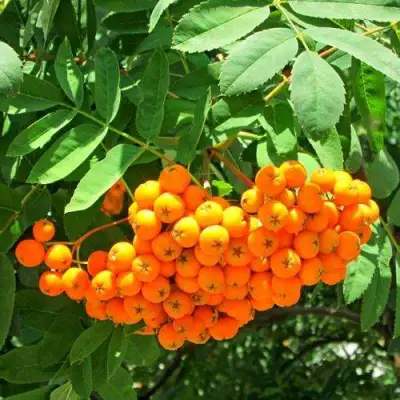 Рябина ДИРКЕНИ ЖЁЛТАЯ  сладкоплодная в Осиповичах