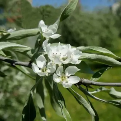 Груша ИВОЛИСТНАЯ в Осиповичах
