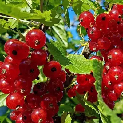 Смородина красная НЕНАГЛЯДНАЯ в Осиповичах