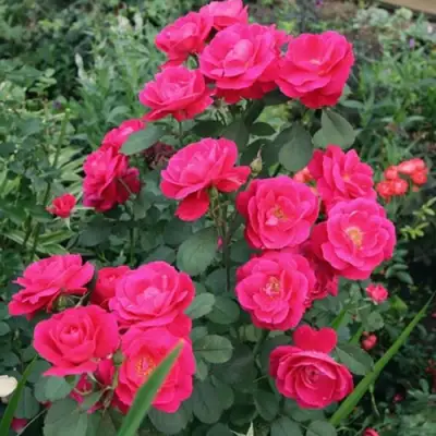 Роза ДЖОРДЖ ВАНКУВЕР флорибунда в Осиповичах