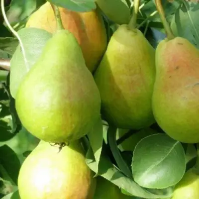 Груша ЛИРА в Осиповичах