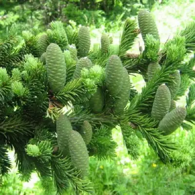 Пихта белая в Осиповичах