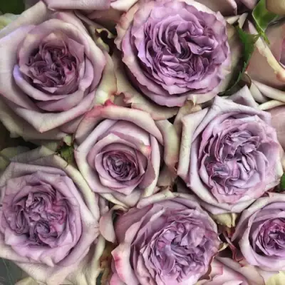 Роза ДОЛЬЧЕТТО чайно-гибридная в Осиповичах