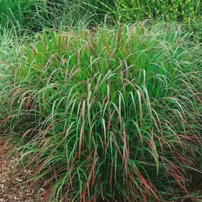 Просо РЕБРАУН прутьевидное в Осиповичах