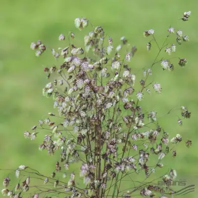 Трясунка средняя в Осиповичах