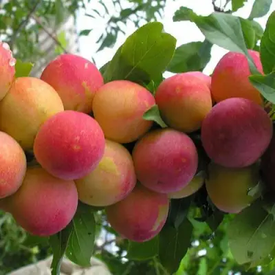 Слива СКОРОПЛОДНАЯ в Осиповичах