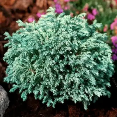 Кипарисовик БЕБИ БЛЮ горохоплодный в Осиповичах