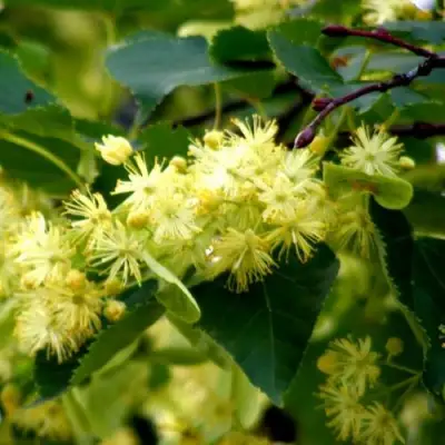 Липа сердцевидная в Осиповичах