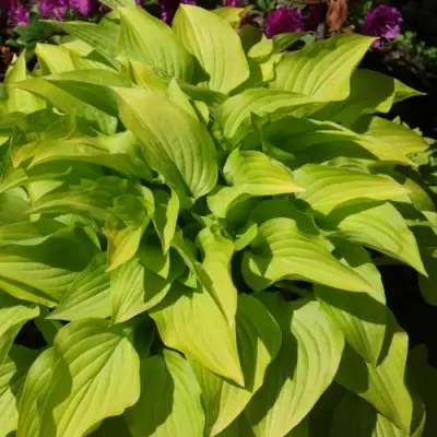 Хоста ХИДОН САНСЕТ в Осиповичах