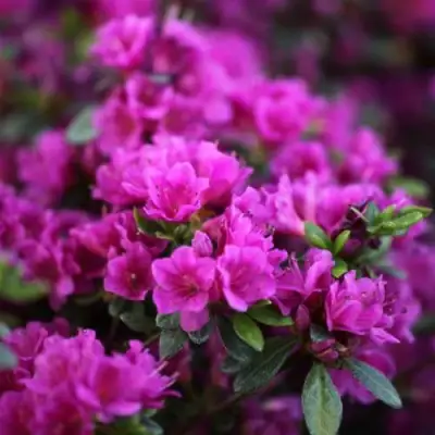 Азалия ГЕЙША ПЕРПЛ японская в Осиповичах