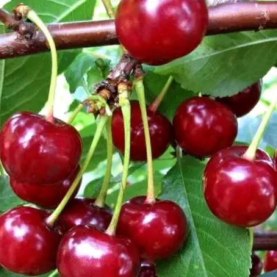 Дюк ШПАНКА ДОНЕЦКАЯ в Осиповичах