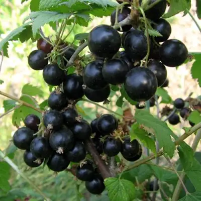 Смородина чёрная ШАРОВИДНАЯ в Осиповичах