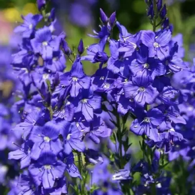 Вероника австрийская в Осиповичах