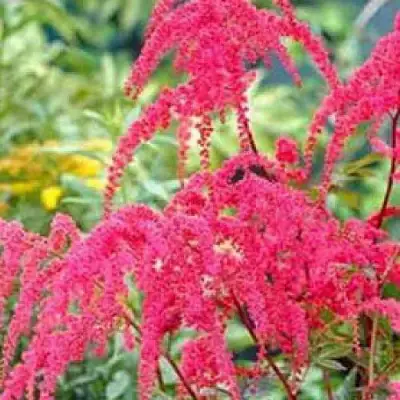 Астильба РЕД ЧАРМ Арендса в Осиповичах