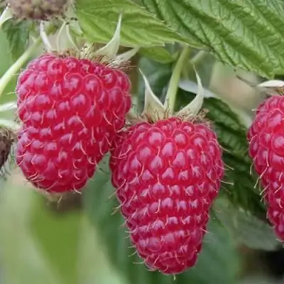 Малина ТУЛАМИН в Осиповичах