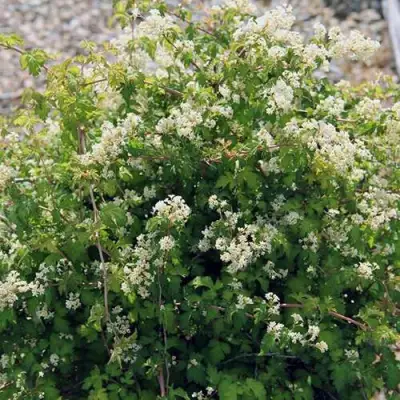 Стефанандра КРИСПА надрезаннолистная в Осиповичах