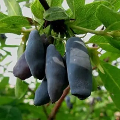 Жимолость съедобная ЧУЛЫМСКАЯ в Осиповичах