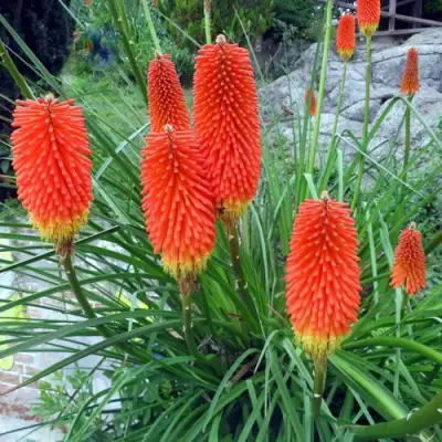 Книфофия БЕНГАЛ ФАЕР гибридная в Осиповичах