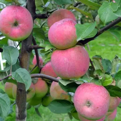 Яблоня БРЯНСКОЕ РОЗОВОЕ в Осиповичах