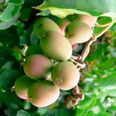 Актинидия ГИБРИДНАЯ КОЛБАСИНОЙ в Осиповичах