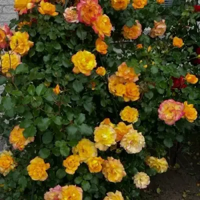 Роза САХАРА плетистая в Осиповичах