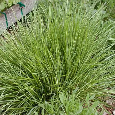 Вейник АВАЛАНШ остроцветковый в Осиповичах