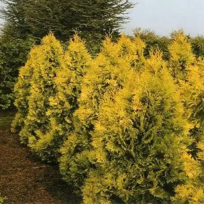 Туя ЕВРОПА ГОЛД западная в Осиповичах