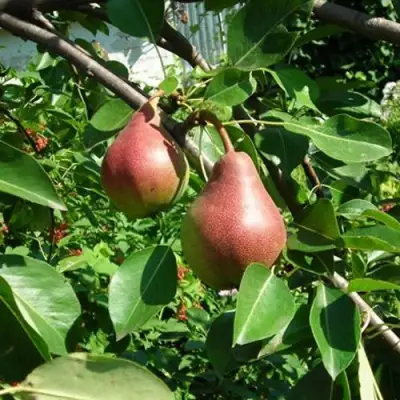 Груша РУМЯНАЯ КЕДРИНА в Осиповичах