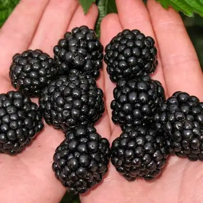 Ежевика ДЖАМБО бесшипная  в Осиповичах