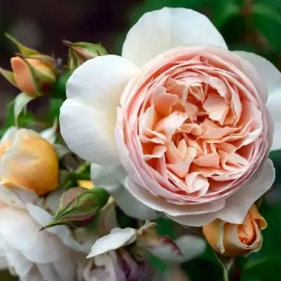 Роза ДЖУЛЬЕТТА английская в Осиповичах