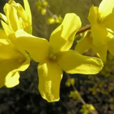 Форзиция ФОРЧУНА в Осиповичах