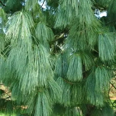 Сосна гриффита в Осиповичах