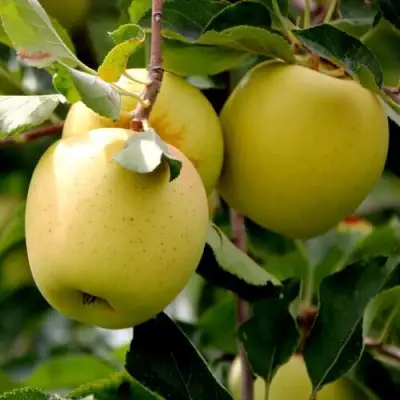 Яблоня ГОЛДЕН ВЛАДИМИРСКИЙ в Осиповичах