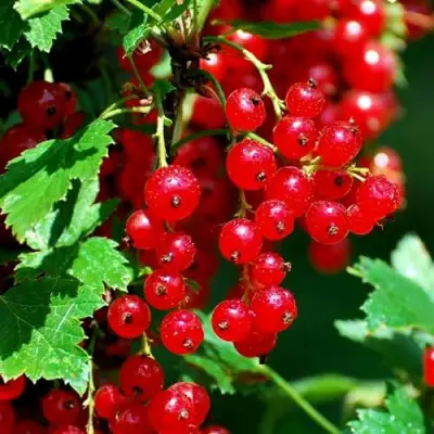 Смородина красная НЕНАГЛЯДНАЯ в Осиповичах